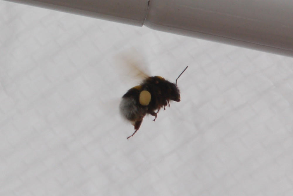 Hummel im Flug