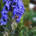 Hummel im Flug von etwas weiter weg