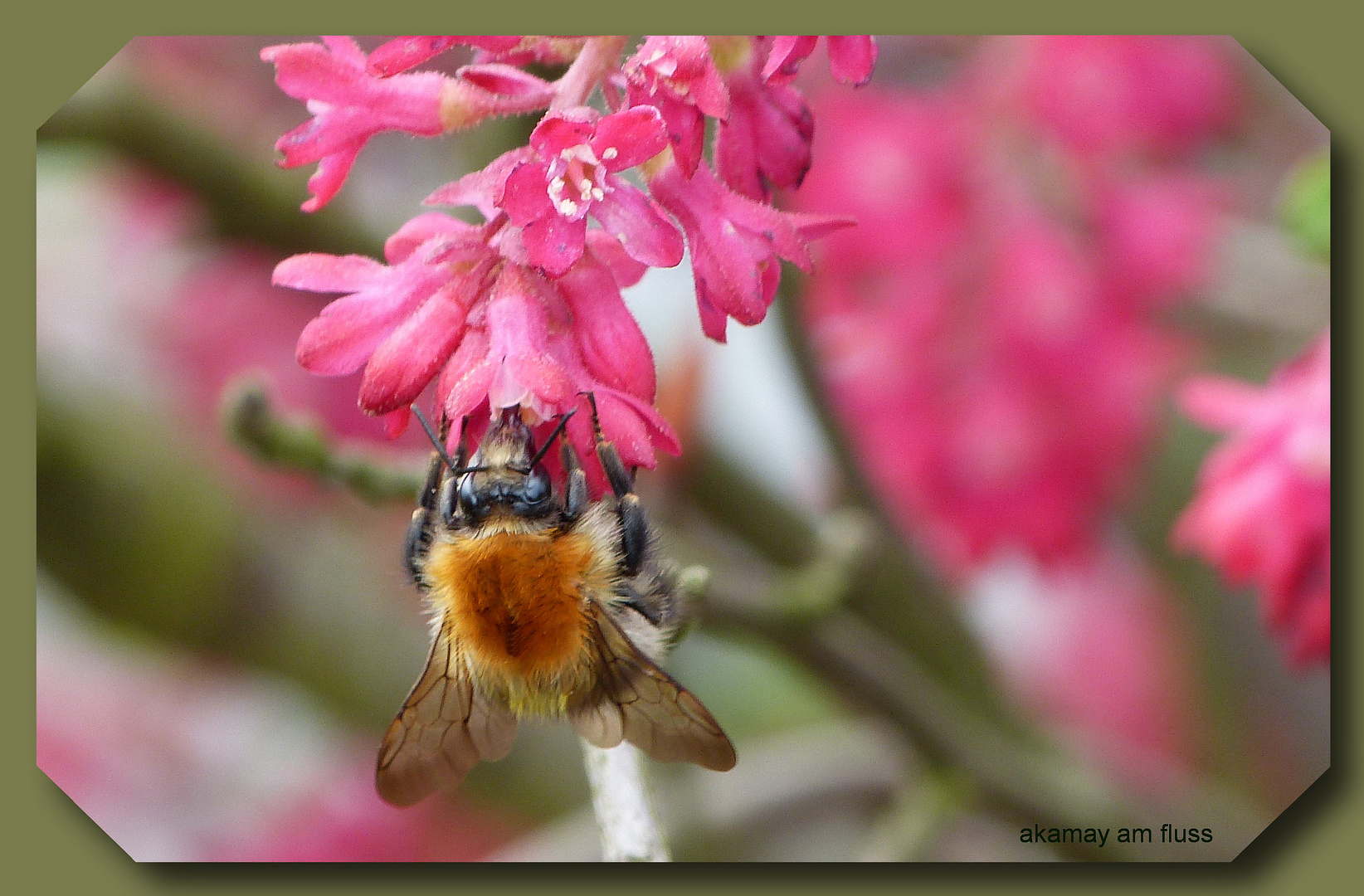 Hummel im Frühjahr