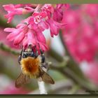 Hummel im Frühjahr