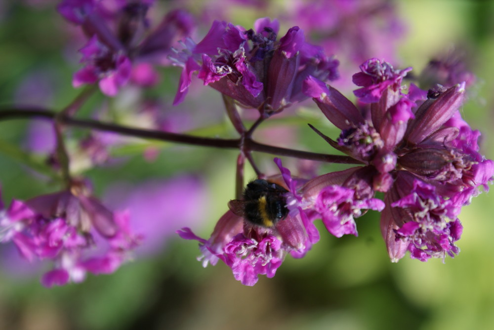 Hummel im Frühling