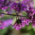 Hummel im Frühling