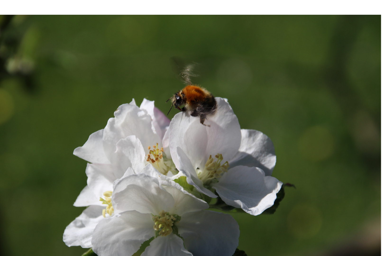 Hummel im Frühling