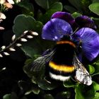 Hummel im Frühlingsgarten