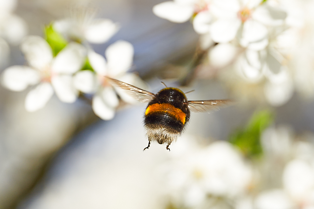 Hummel im Frühlingsmodus