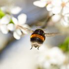 Hummel im Frühlingsmodus