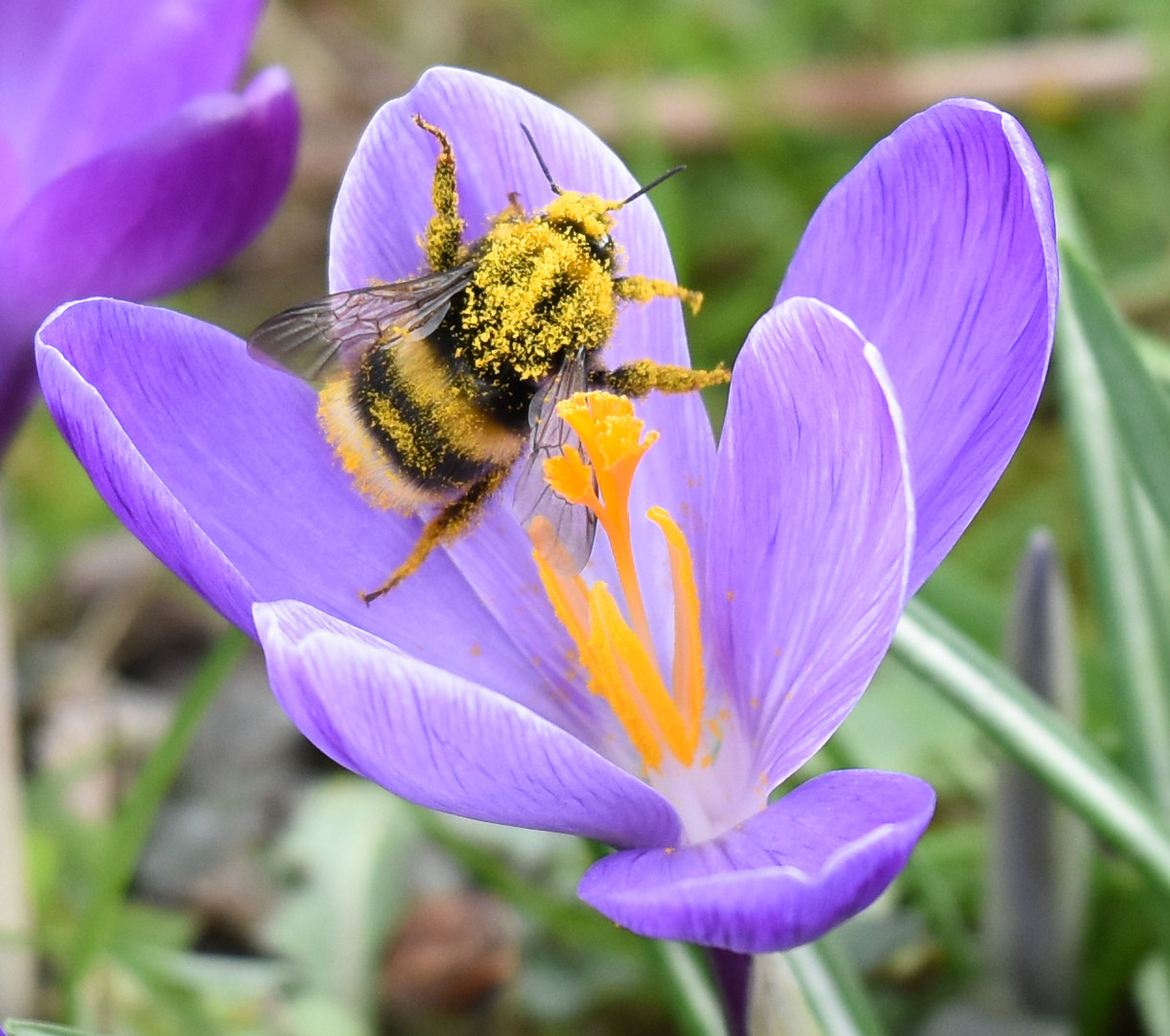 Hummel im Frühlingsrausch