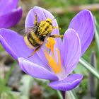 Hummel im Frühlingsrausch