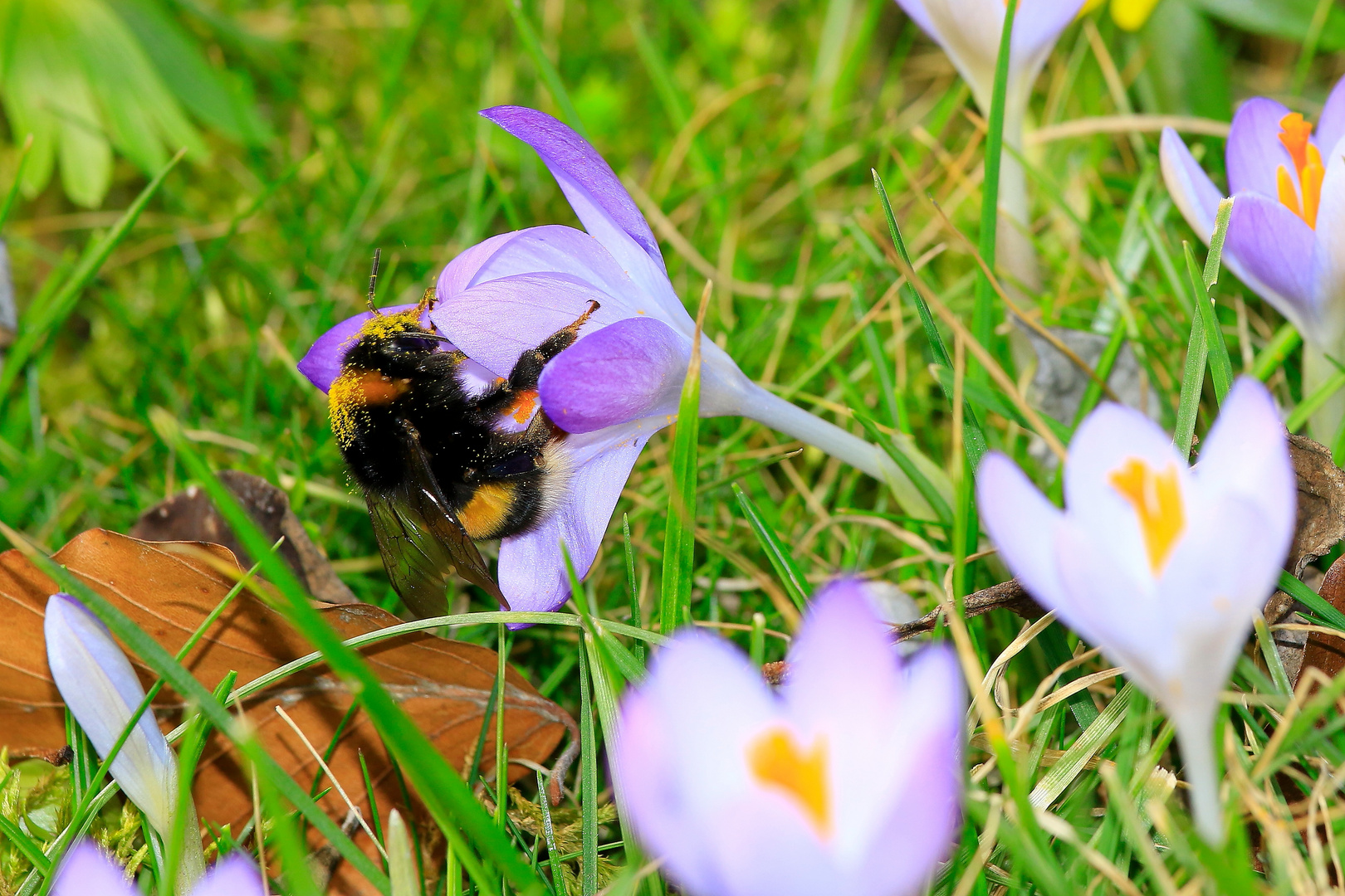 Hummel im Fru?hlingswahn