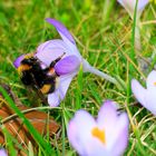 Hummel im Fru?hlingswahn