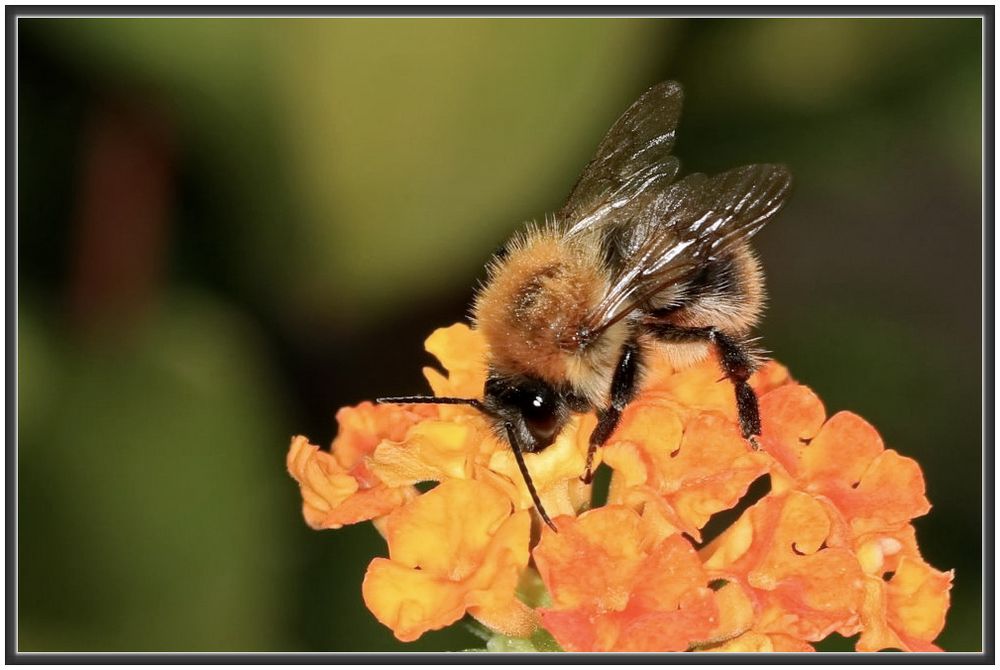Hummel im Garten Foto & Bild hummeln, fotos, flowers Bilder auf