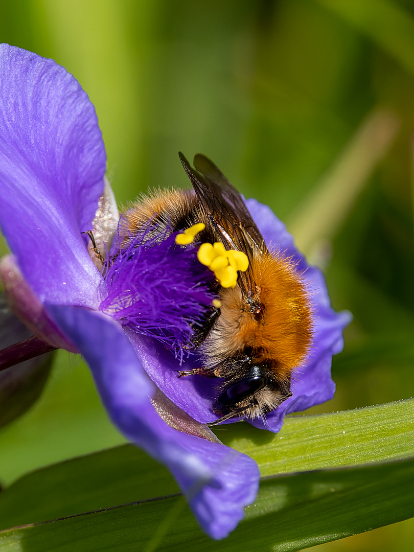 Hummel im Garten