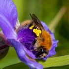 Hummel im Garten