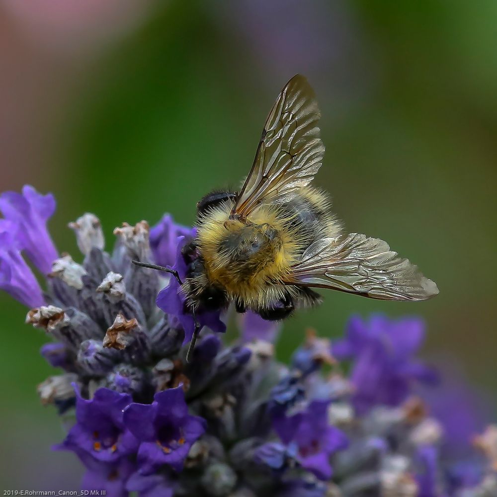 Hummel im Garten Foto &amp; Bild tiere, wildlife, insekten