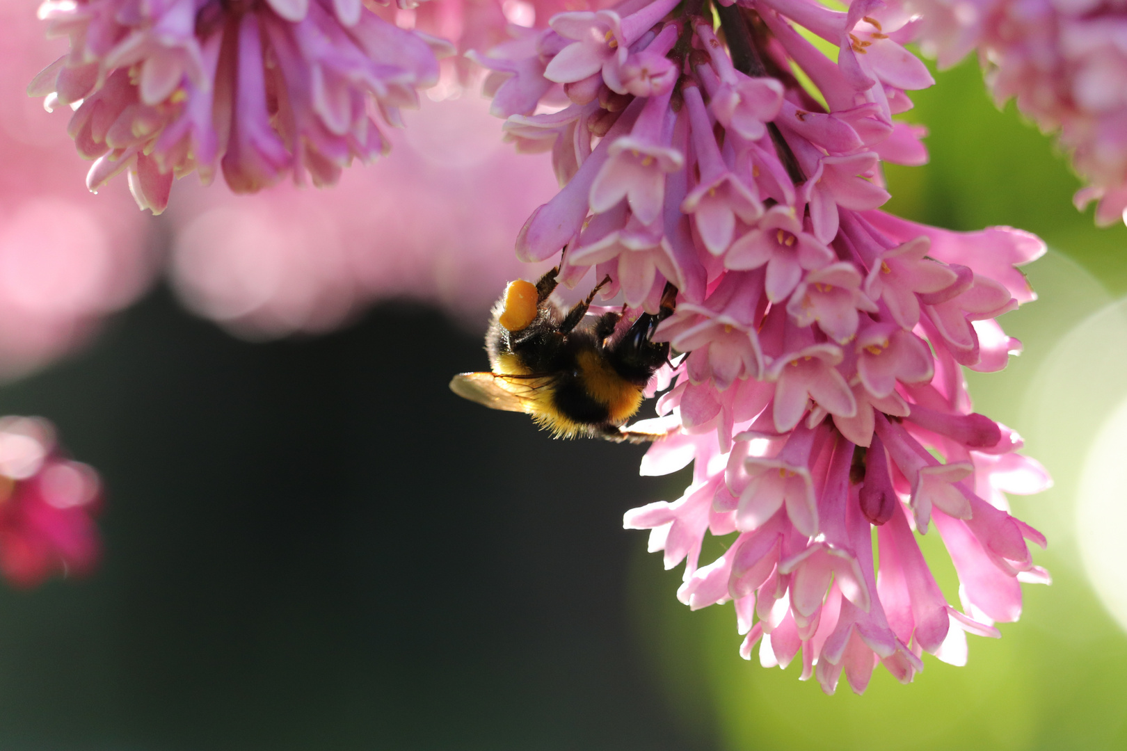 Hummel im Garten