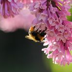 Hummel im Garten