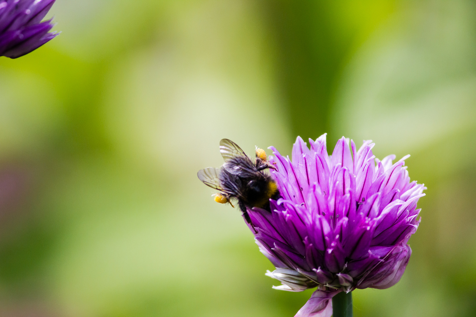 Hummel im Garten