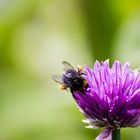 Hummel im Garten