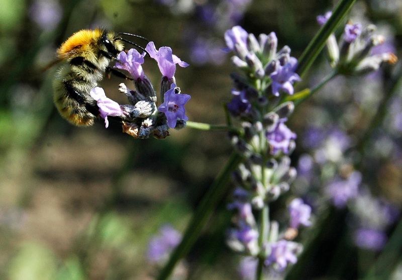 Hummel im Garten