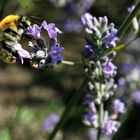 Hummel im Garten