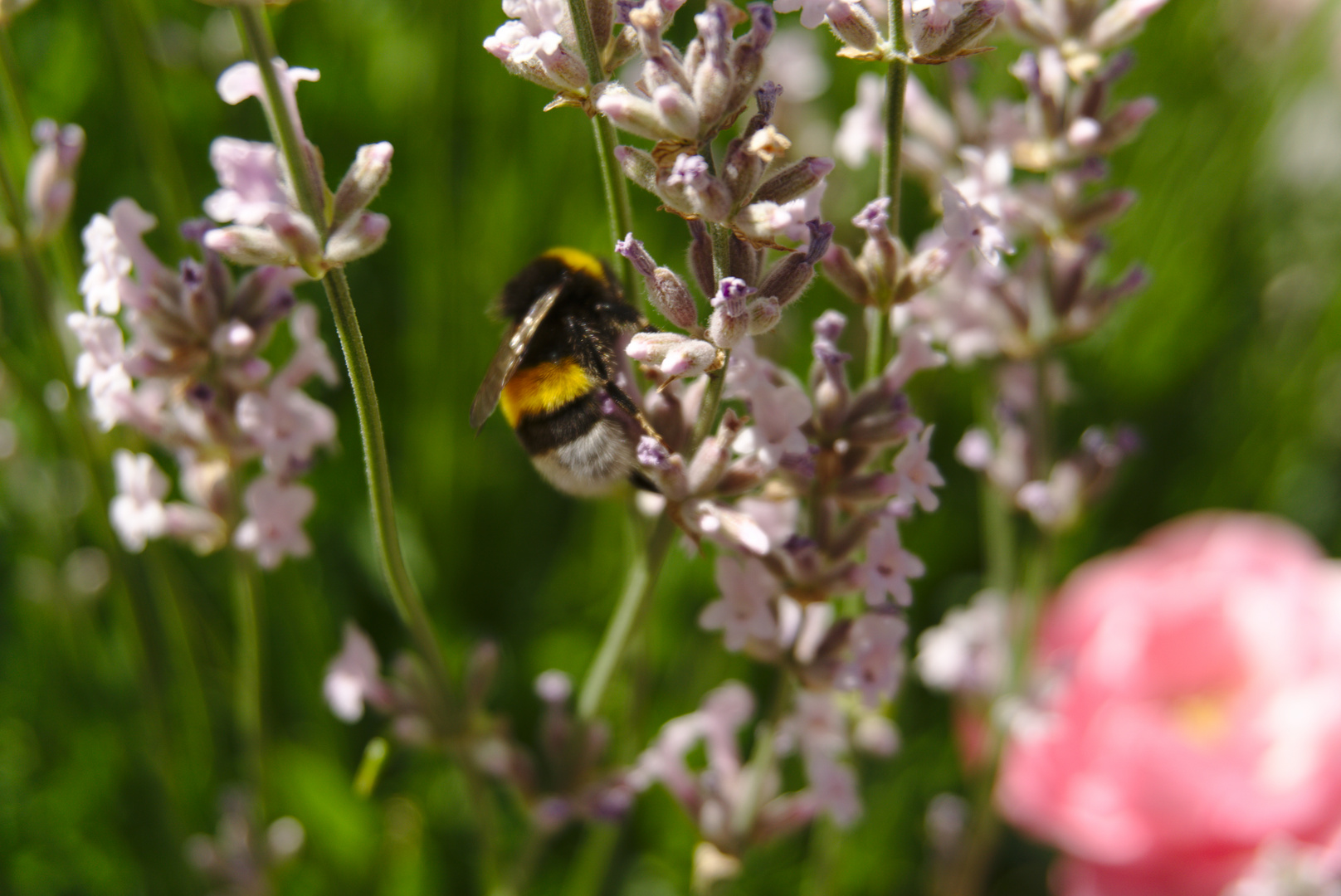 Hummel im Garten