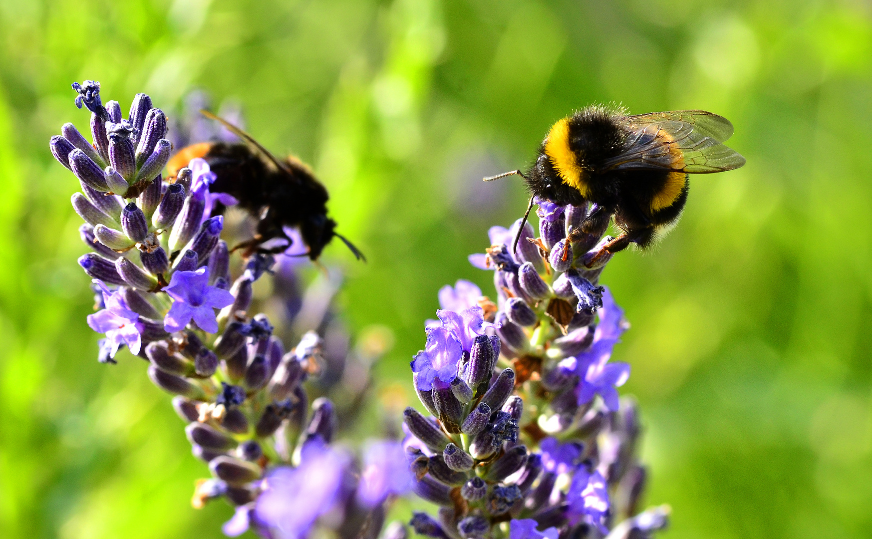 Hummel im Garten