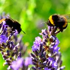 Hummel im Garten