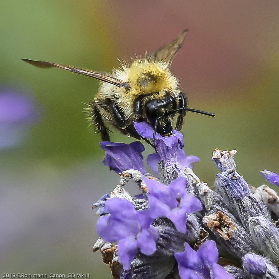 Hummel im Garten Foto &amp; Bild natur, landschaft, insekten