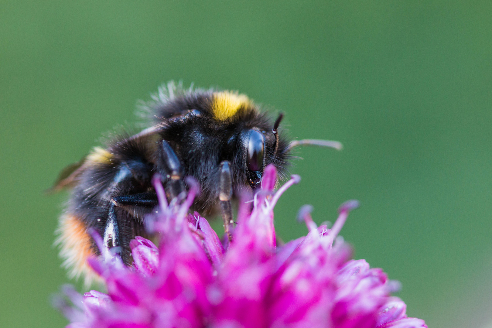 Hummel im Garten (Makro)