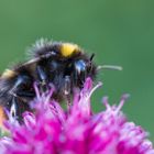 Hummel im Garten (Makro)