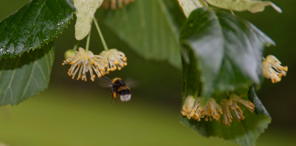 Hummel im Garten von Selma Lagerlöf