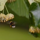 Hummel im Garten von Selma Lagerlöf