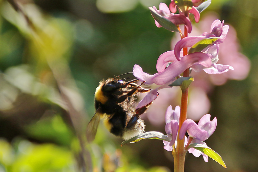 Hummel im Gegenlicht