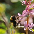 Hummel im Gegenlicht