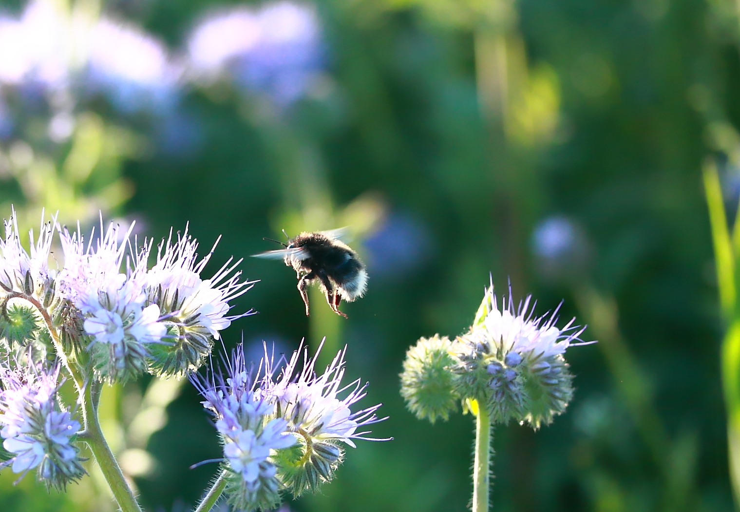 Hummel im Gegenlicht.....