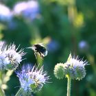 Hummel im Gegenlicht.....