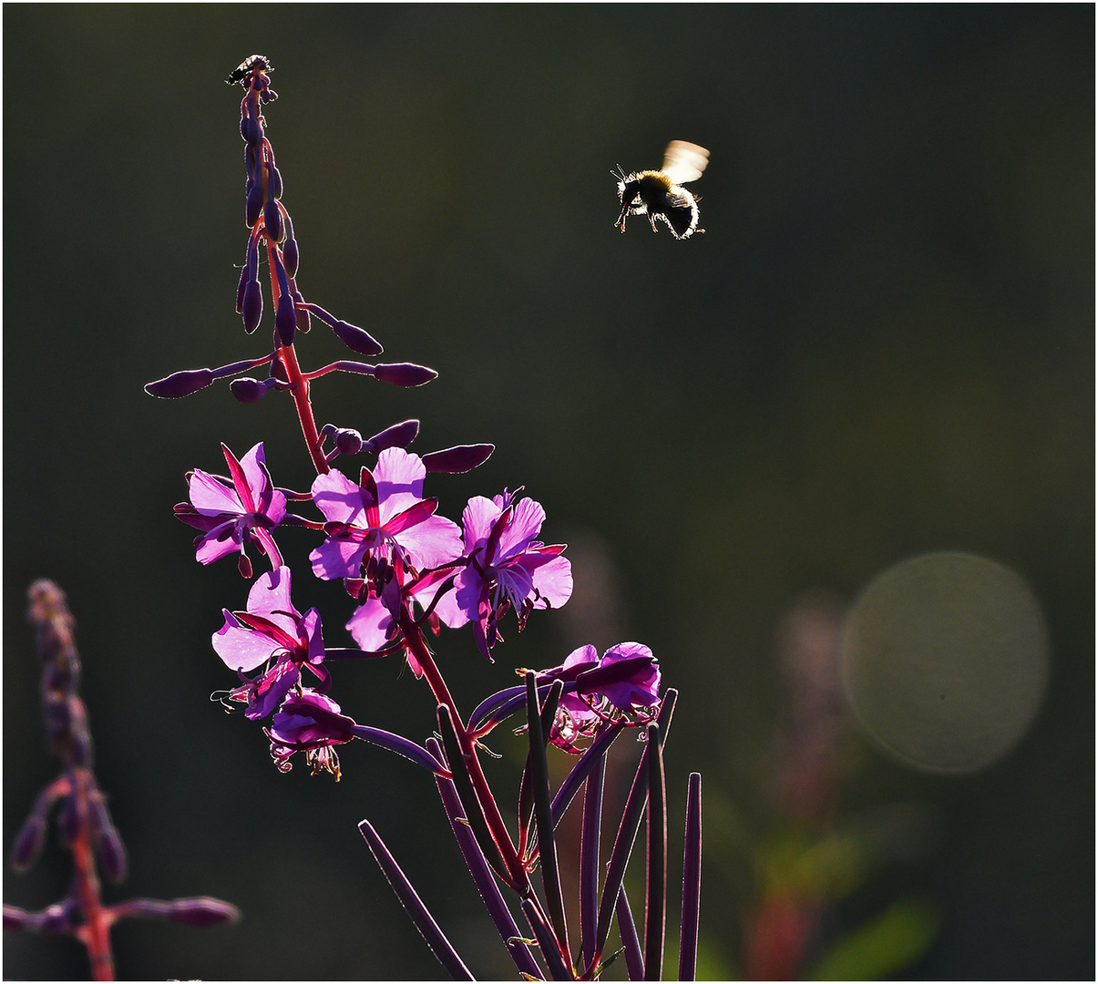 Hummel im Gegenlicht   . . .