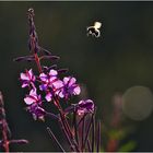 Hummel im Gegenlicht   . . .