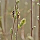  Hummel im Gegenlicht