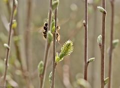  Hummel im Gegenlicht