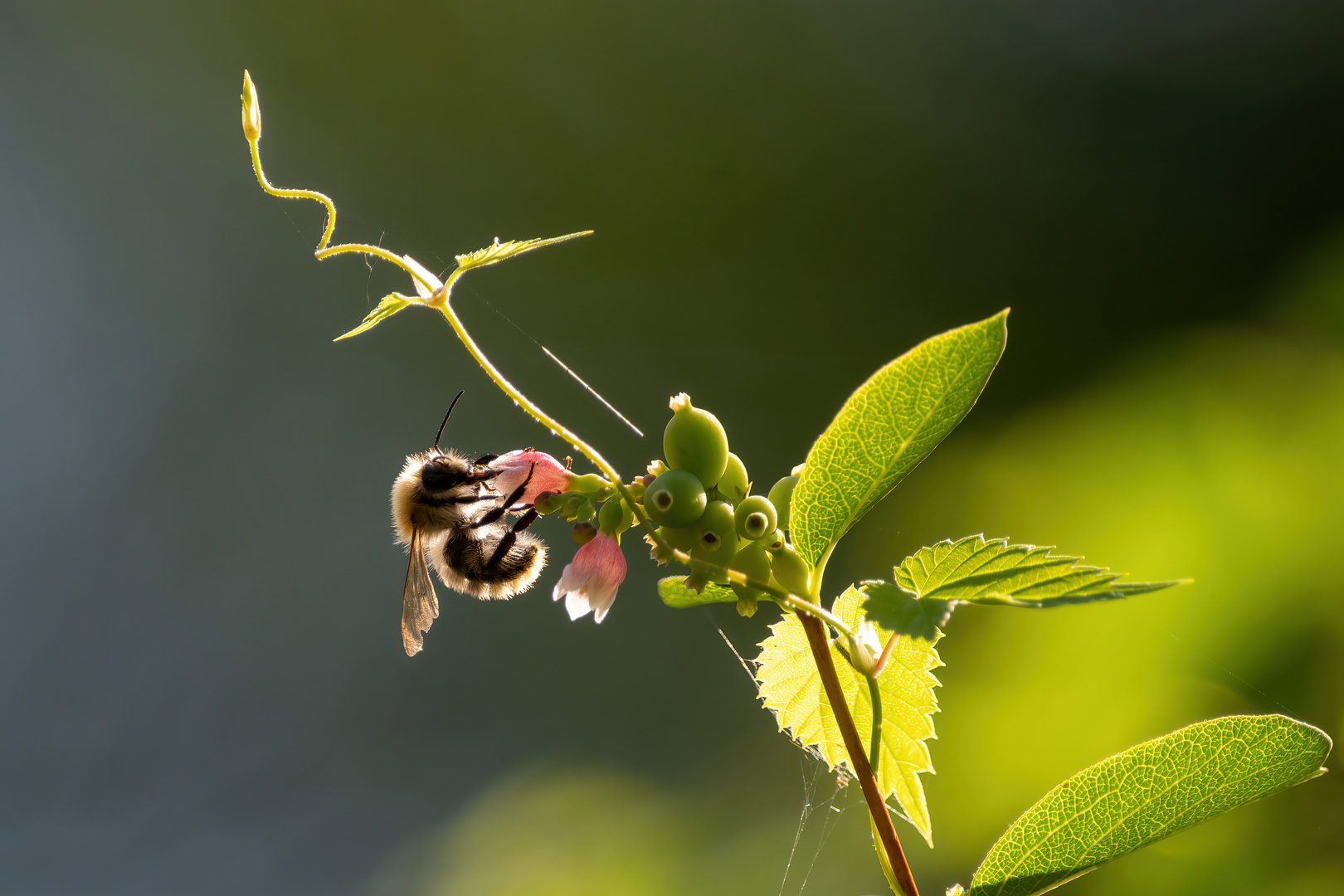 Hummel im Gegenlicht_1