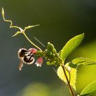 Hummel im Gegenlicht_1