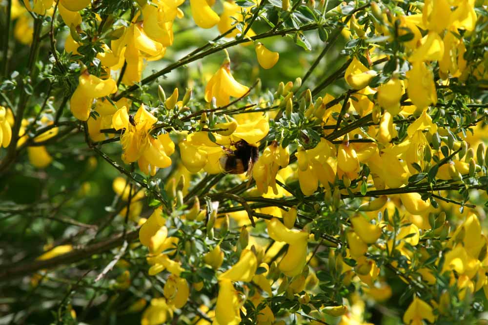 Hummel im Ginster