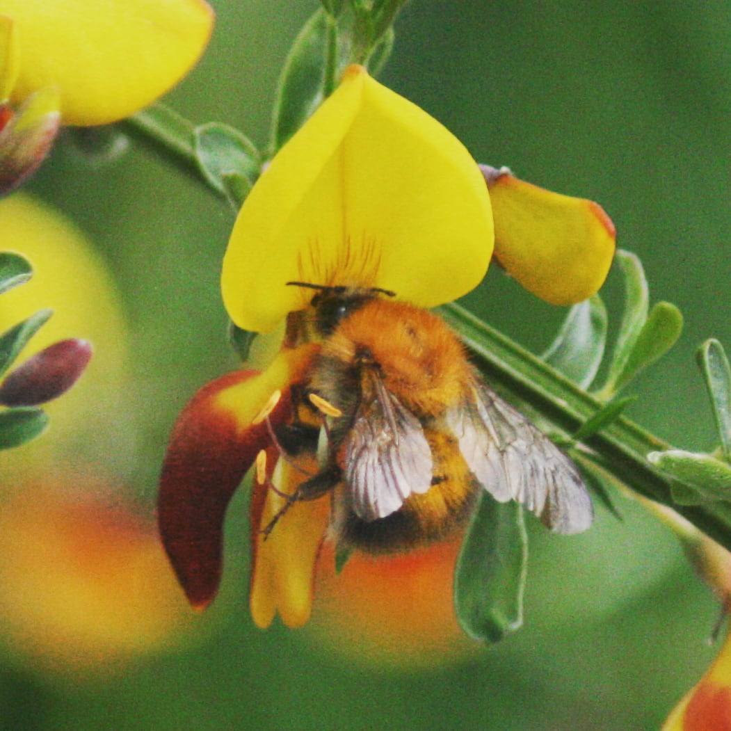 Hummel im Ginster