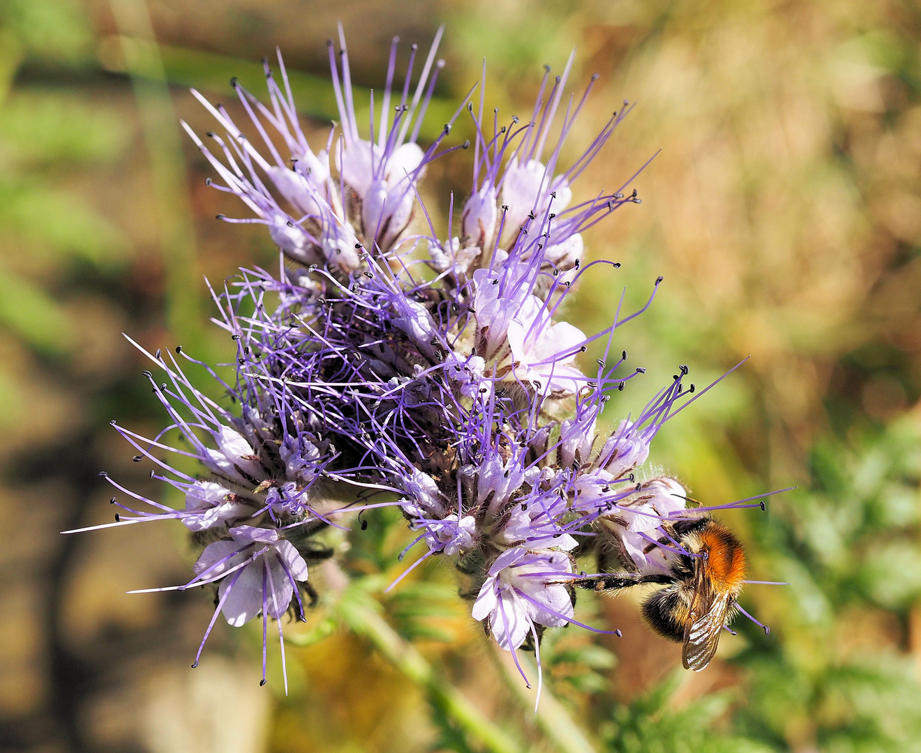 Hummel im Glück...