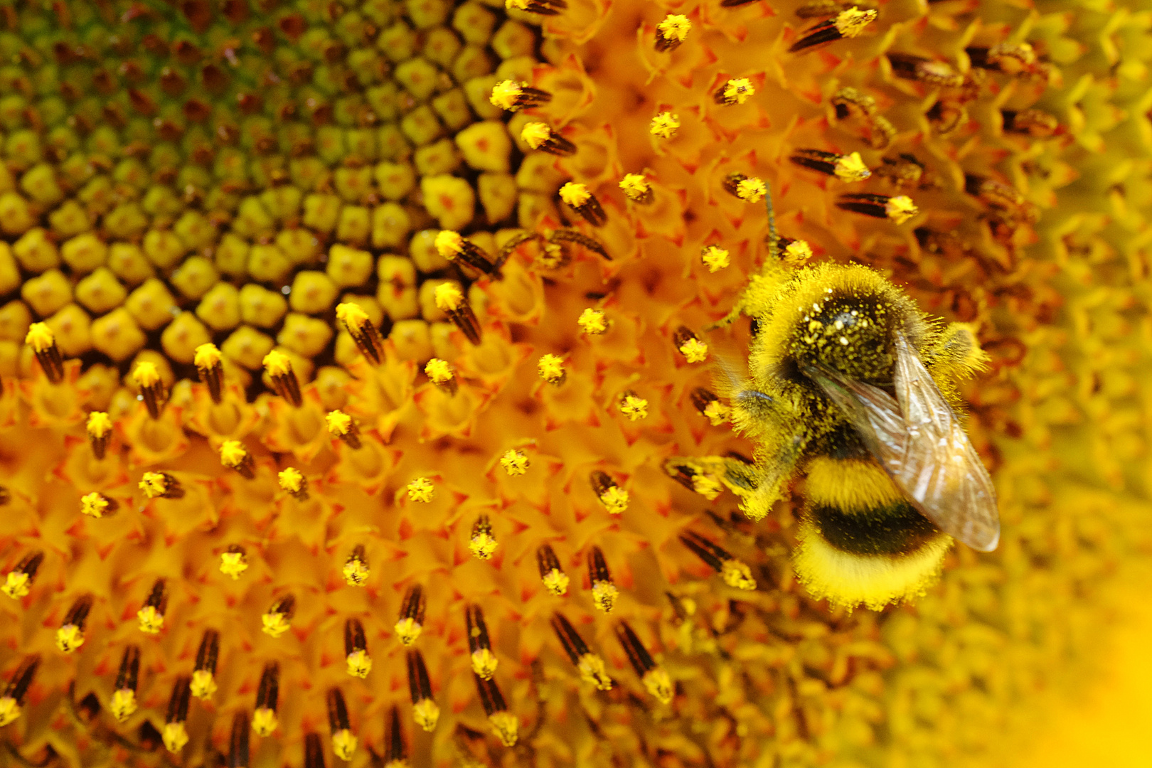 Hummel im Glück