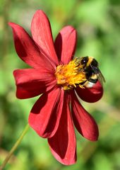 Hummel im Glück