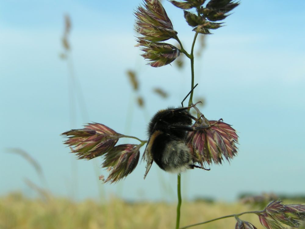 Hummel im Gras