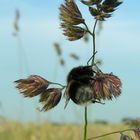 Hummel im Gras