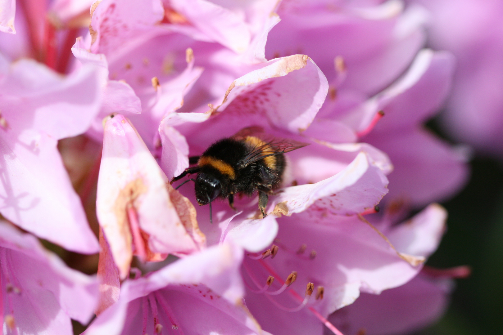 Hummel im Haus